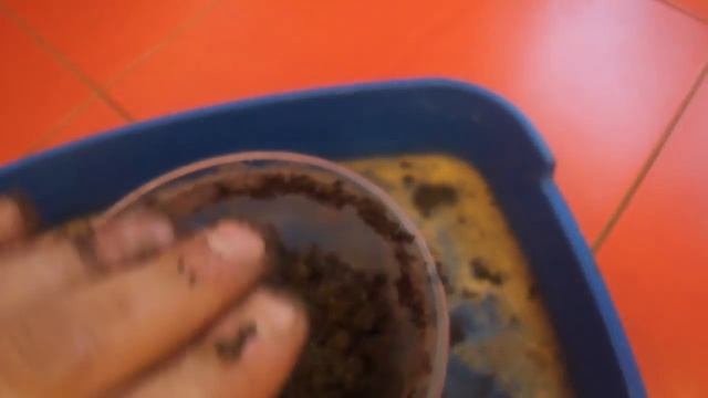 Грецкий орех.Посадка грецкого ореха с орешка