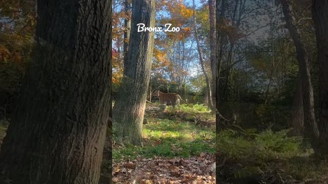 Wild life in the Bronx Zoo | Зоопарк Бронкс в Нью Йорке #shorts #tiger #тигр #animals #животные