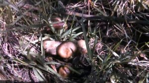 ГРИБЫ ПОД ЯБЛОНЕЙ.  ОТКУДА?