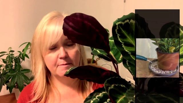 Calathea Medallion || Calathea veitchiana || Calathea Plant Care tips смотреть онлайн