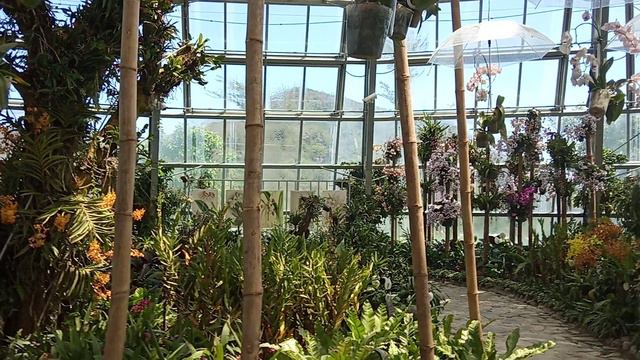 Орхидея .Цветы