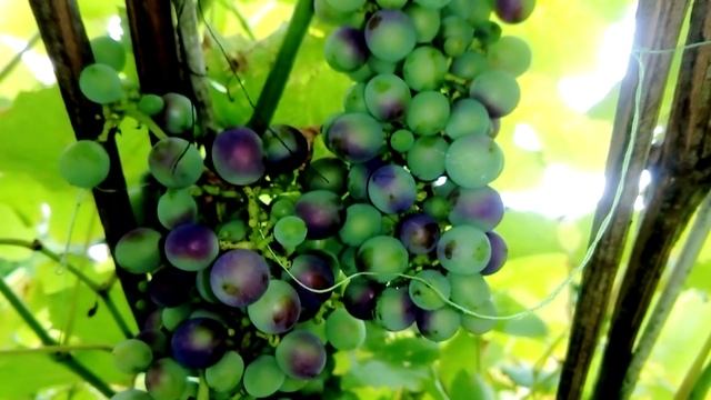 Наш #лимонник #виноград #актинидия август 2020 дача.