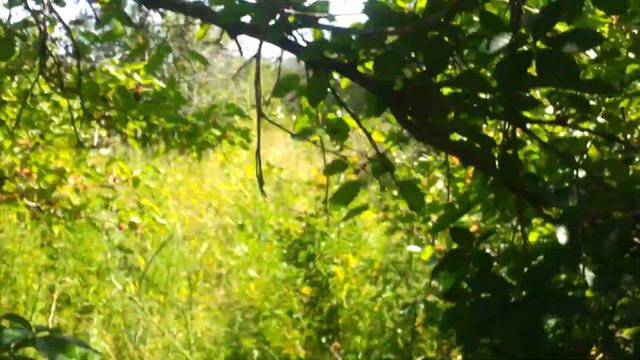 Шелковица 2017 смотреть онлайн