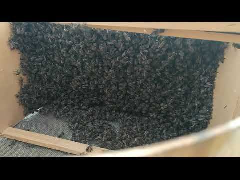 Жизнь пчелиного роя 1ч. Поймали рой будем наблюдать развитие:) смотреть онлайн