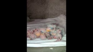 Птенцы травяного лазурного попугая