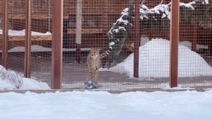 Гепард Герда привлекает внимание пумы Месси и зовёт поиграть. Паркур от гепарда.