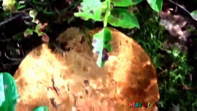 Грибы млечники -  Поддубешки, Подолешники, Горькушки и другие.