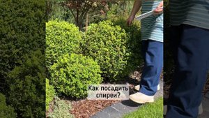 На каком расстоянии посадить спиреи Литл Принцесс