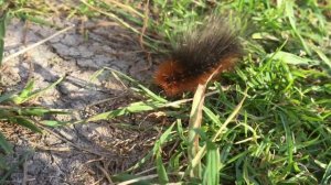 Гусеница Медведицы - кайя.