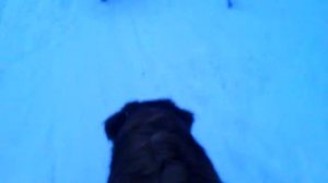 18 января 2017 года. Прогулка в лесу. Алтай (Leonberger)  и Цезарь (немецкая овчарка). Восход. ВН.