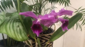 Laelia Pacavia (Laelia purpurata x Laelia tenebrosa)
