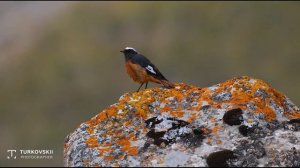 Краснобрюхая горихвостка, голос - Кызыл боор кыш куйрук