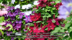 Чем подкормить клематис весной для роста