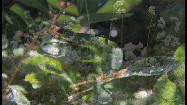 Подобно листу - Зайкова Ольга (стихи и мелодия) смотреть онлайн