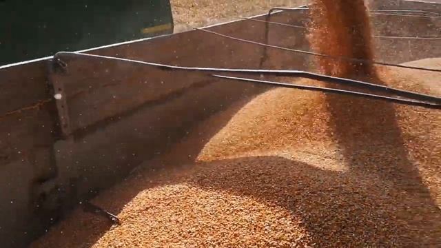 Урожая кукурузы 2020 дн фиеста нет!!!уборка кукуруза смотреть онлайн