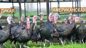 Американская дикая индейка. Три тысячи голов в КФХ Кирилла Жданова