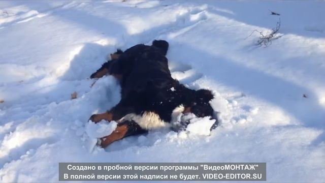 Бернский брэйкданс смотреть онлайн