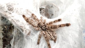 Огромная самка паука птицееда макуляты и ее кокон. Шок. Heteroscodra maculata. Паук дома