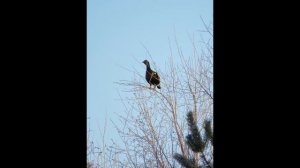 Рыбалка на севере Карелии в начале ноября. Топозеро.