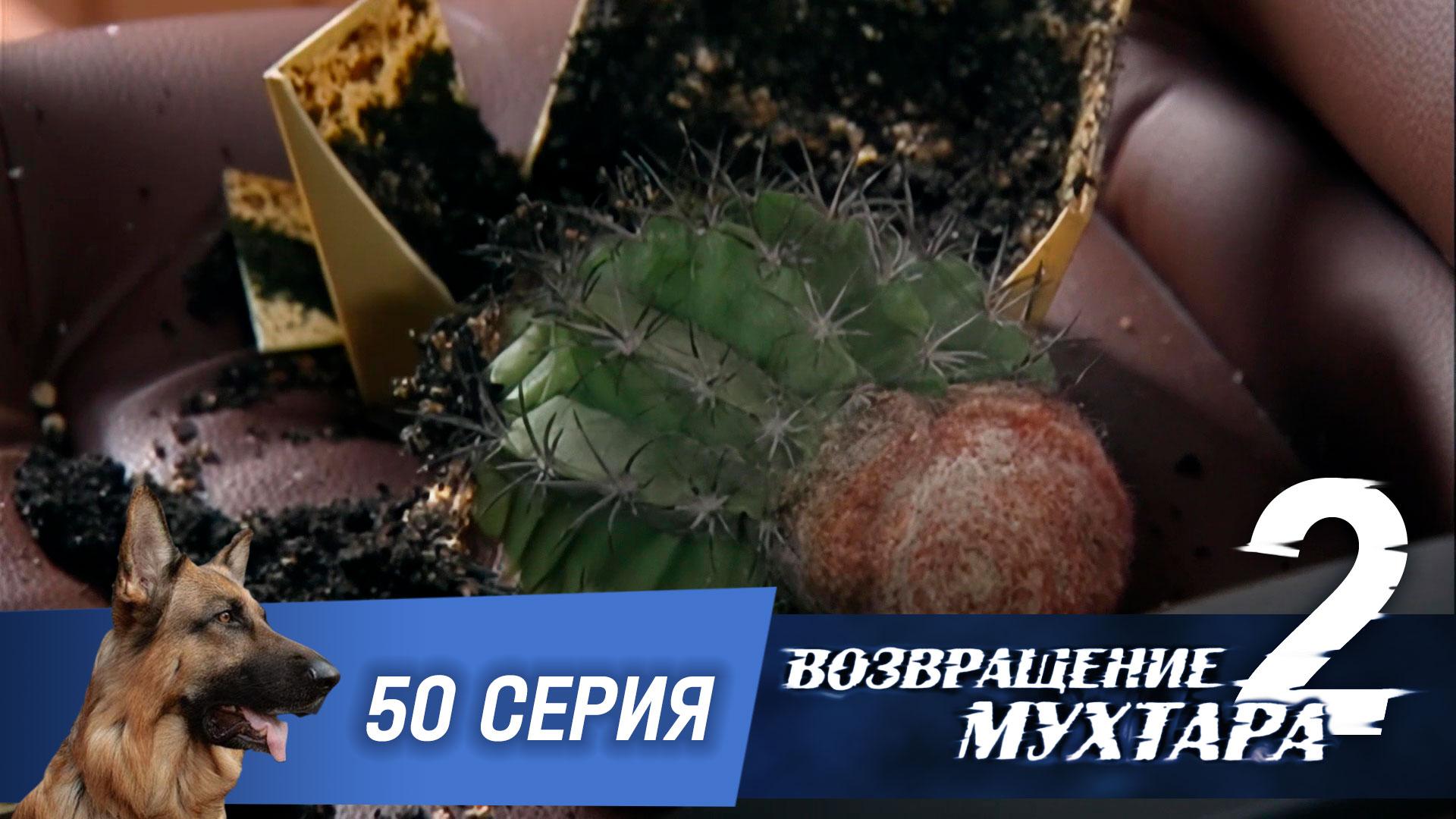 Возвращение Мухтара  2. 50 серия. Кое-что о кактусах