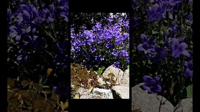Пение птиц - Соловей, Европейская малиновка и Певчий дрозд на опушке леса