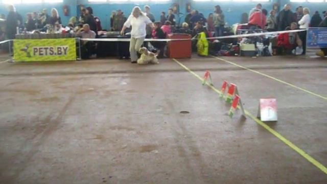 24.11.13. Minsk.CACIB. ИНИС СТАРС ЦВЕТУЩИЙ ПЕРСИК 2 смотреть онлайн