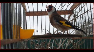 Манный щегленок.