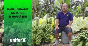 Бананы / Выращивание бананов в Малайзии / Вуксал на бананах