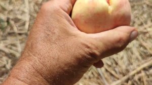 Вкусный персик Алибланка.