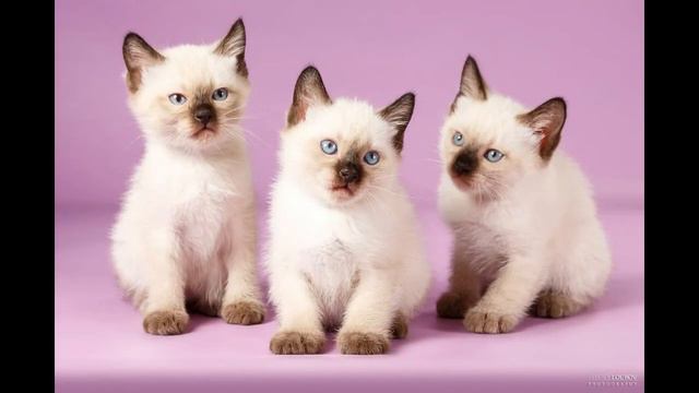 Скиф тай дон смотреть онлайн