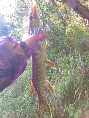 ЩУКА НА ЖИВЦА В СЕНТЯБРЕ 2023