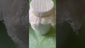 Творог домашний из молочного гриба