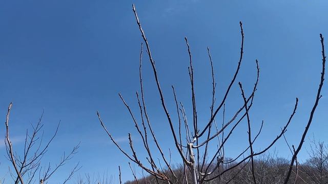 Циклическая обрезка грецкого ореха. Первые результаты. смотреть онлайн