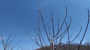 Циклическая обрезка грецкого ореха. Первые результаты.