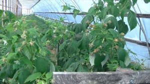 Малина,сорт Мапема.