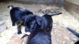 Щенки Кане Корсо 1.5 мес ПРОДАЖА ЕКАтеринбург