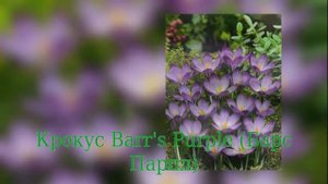 Crocus Barr's Purple (Крокус Барс Парпл)
