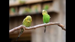 Пение попугайчиков и птиц (1 час). singing and sounds of budgies 1 hour .