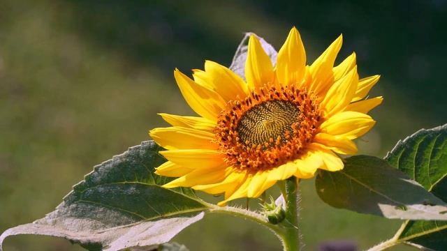 ДВА ОКЕАНА - Music by Sergey Grischuk смотреть онлайн