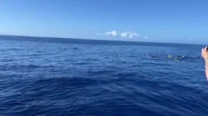 Киты в Тихом океане | Остров Оаху | Гавайи.