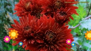 Хризантема корейская Ред вельвет. Краткий обзор, описание chrysanthemum koreanum Red Velvet