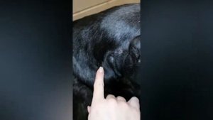 Косметическая стрижка ризеншнауцера после тримминга.