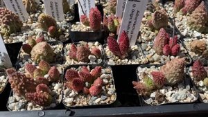Adromischus marianiae
