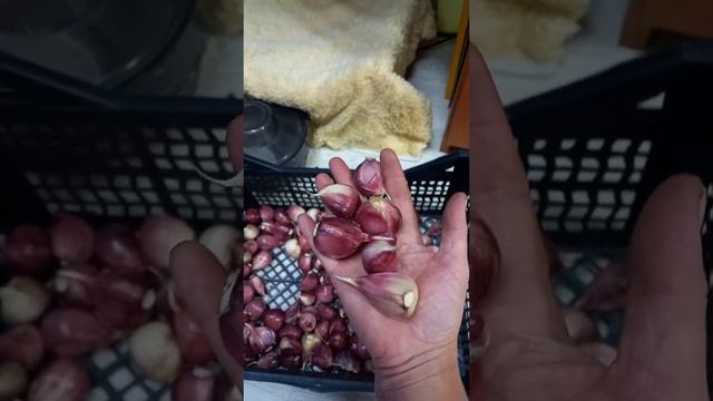 подготовка чеснока к посадке. смотреть онлайн