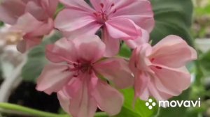 Цветение Пеларгоний в июне по сортам. Часть 1.