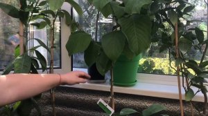 Тем временем в "домике для цитрусов" лето