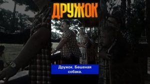 Дружок. Бешеная собака.