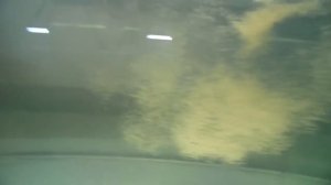 Разведение синодонтов. Часть 4.