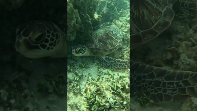 Freediving In Hawaii