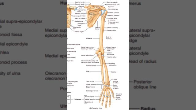 wrist bone mnemonic